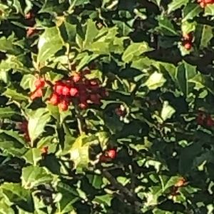 Meet your Posher, Posh